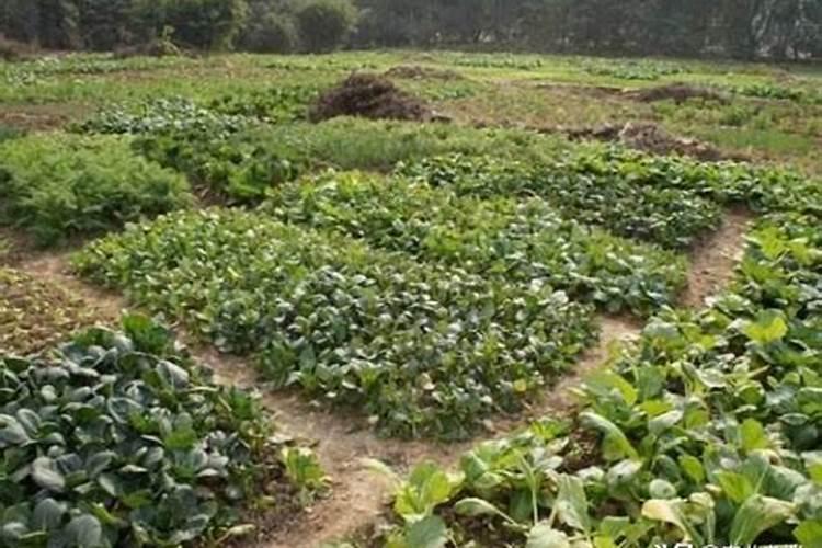 种菜前怎么给菜地施肥