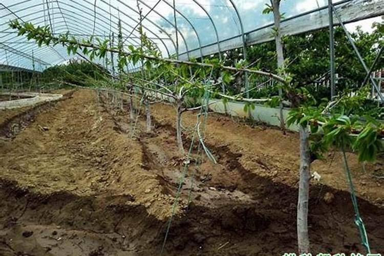 大樱桃秋季施肥用豆子和玉米,粉碎后当肥料能行吗？