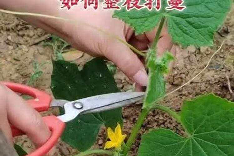黄瓜多高打尖黄瓜长多高打尖好
