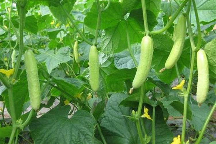 可以生吃的蔬菜有哪些