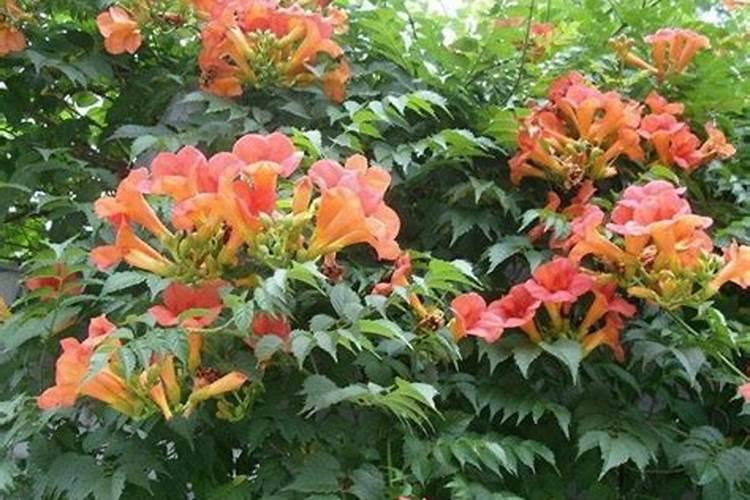 凌霄花一年当中怎样施肥 凌霄花一年当中如何施肥