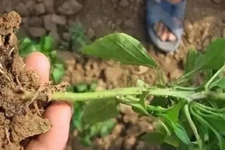 膨果期使用高钾肥越多越好吗？