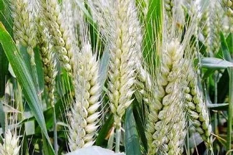 含腐植酸水溶肥料能再小麦上多喷试吗？