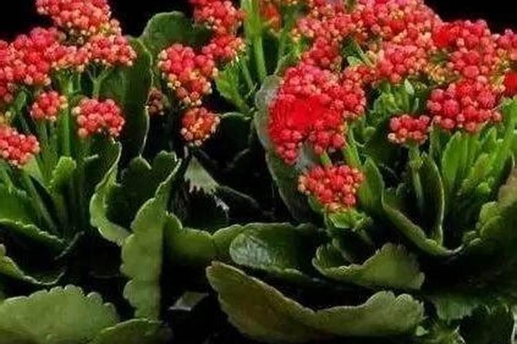 老桩长寿花出现病害该怎么办