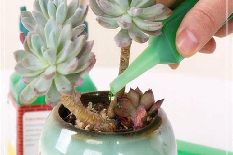 三角梅用什么肥料开花