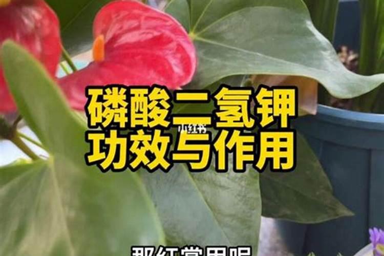磷酸二氢钾适合哪些植物花卉施肥