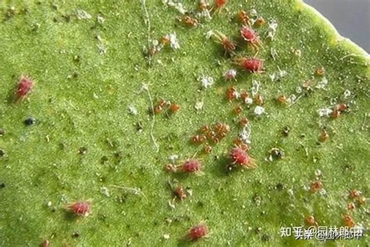 请问各位专家,红蜘蛛虫灾后叶子变黄变干怎么办呢
