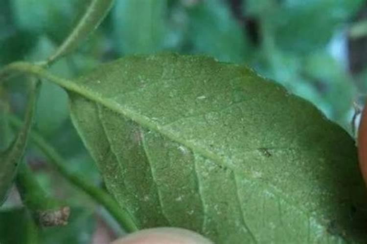 红蜘蛛危害后叶片后怎么恢复植物？