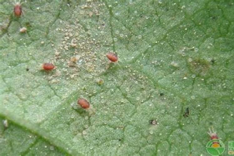 我家的苹果树闹红蜘蛛,叶孑变色了用不用打点叶面肥用什么？