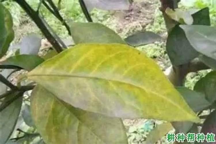 怎样才能预防果树氮素失调？