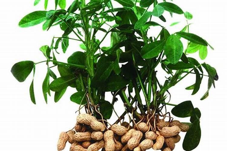 芸苔素和什么叶面肥混用在苗床上比较好？