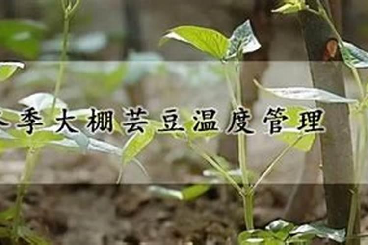 早春大棚芸豆花期用什么保花保果的药？