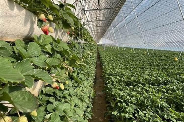大量元素水溶肥的作用与功效 不同种类大量元素水溶肥料的用途