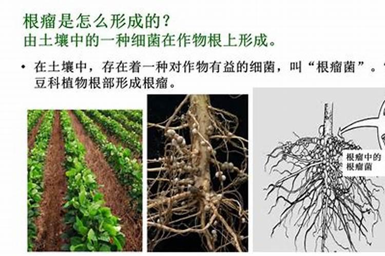 黄豆喜欢什么肥料