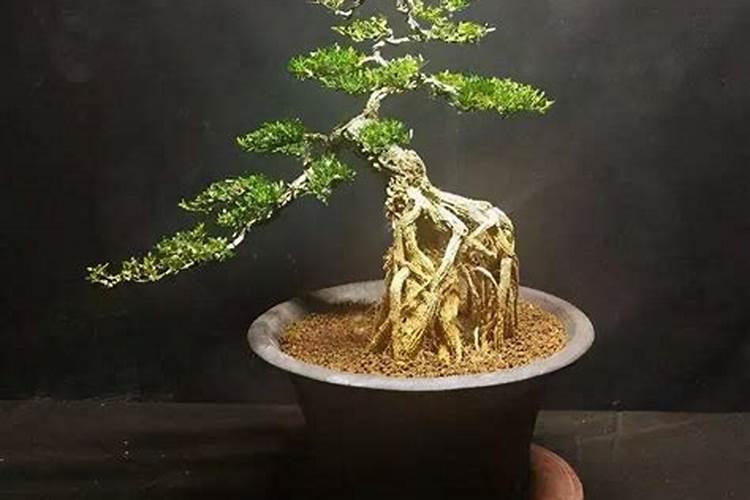 大量元素水溶肥的作用与功效 不同种类大量元素水溶肥料的用途