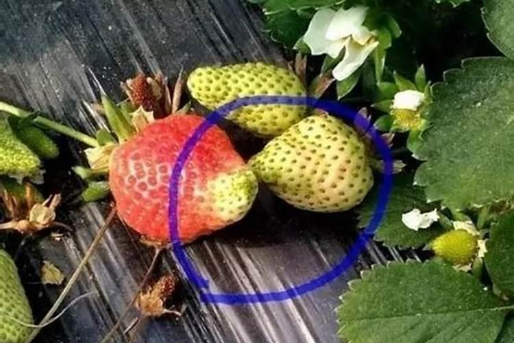 大棚草莓温度如何管理,草莓用什么肥料减少畸形果？草莓专用叶面肥