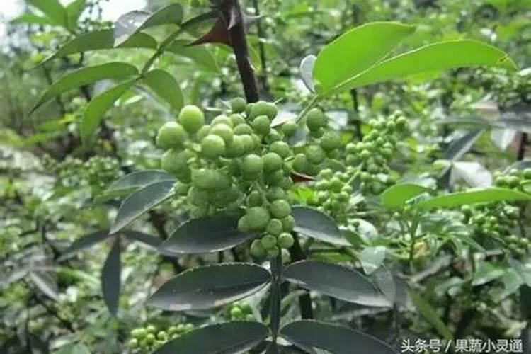 花椒苗早期使用什么肥料？