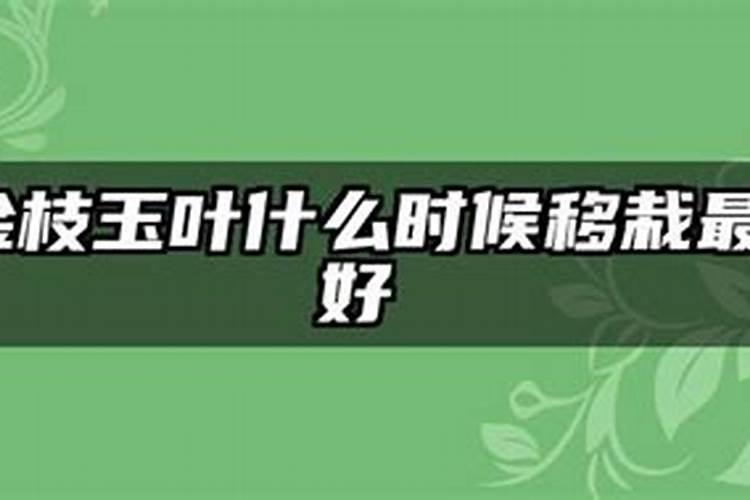 想请问盆景金枝玉叶施什么肥好？有哪些注意事项