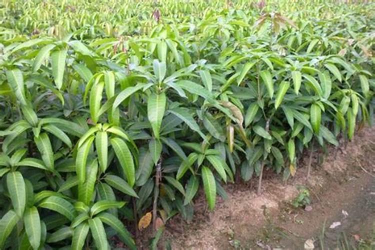 膨果钾宝效果怎样样!4公斤一袋的