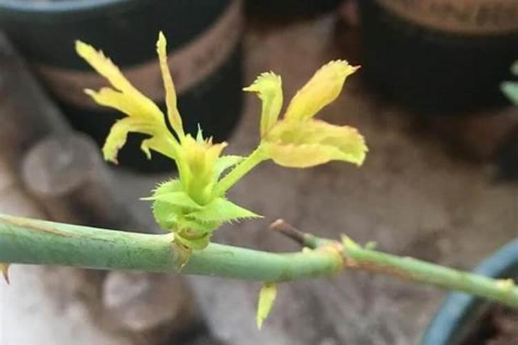 蓝莓钙喷施用量多少克