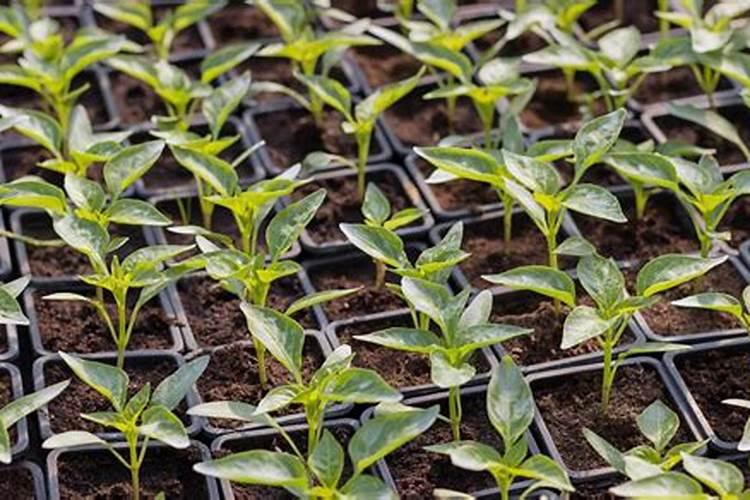 种植辣椒用什么肥料 辣椒全期以氮肥为主