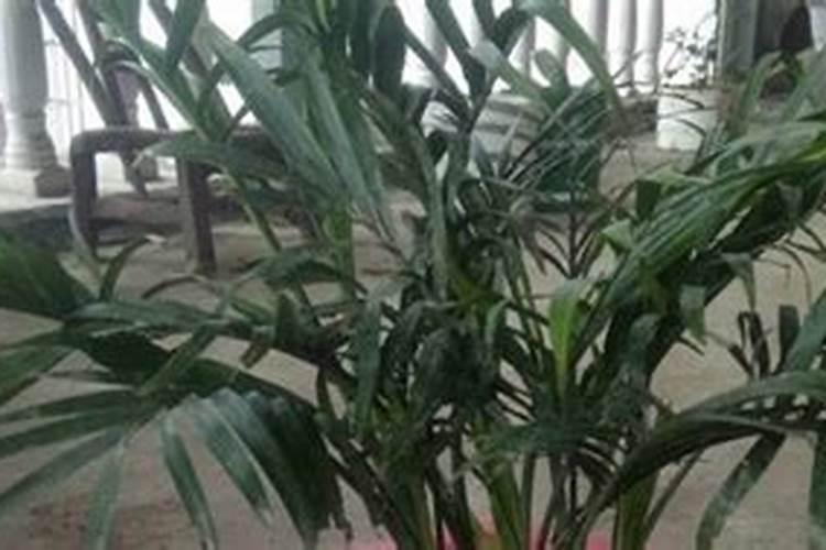 氮肥利用率 氮肥是尿素肥吗