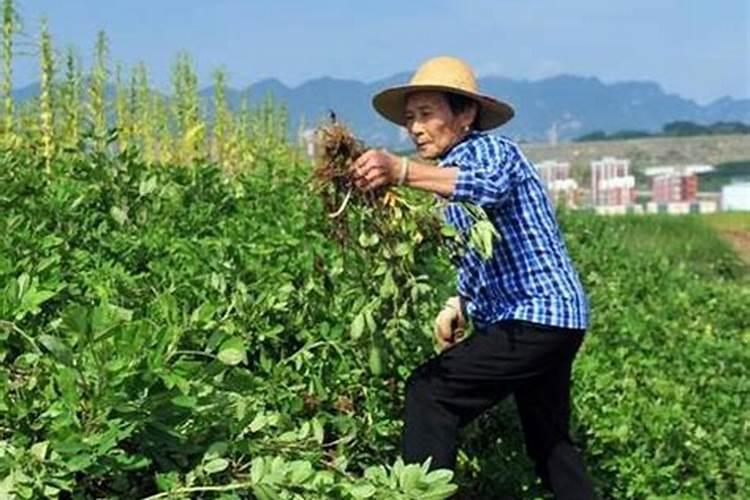 花生控旺后怎样避免早衰？控旺的目的是什么？