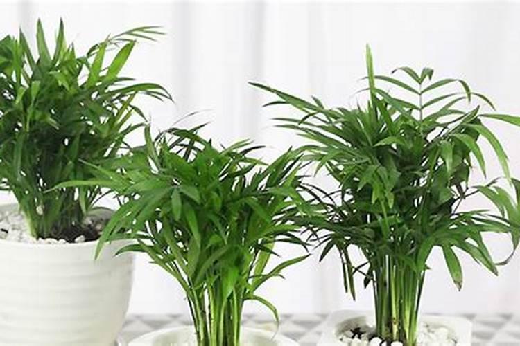 袖珍椰子如何施肥叶片肥厚翠绿