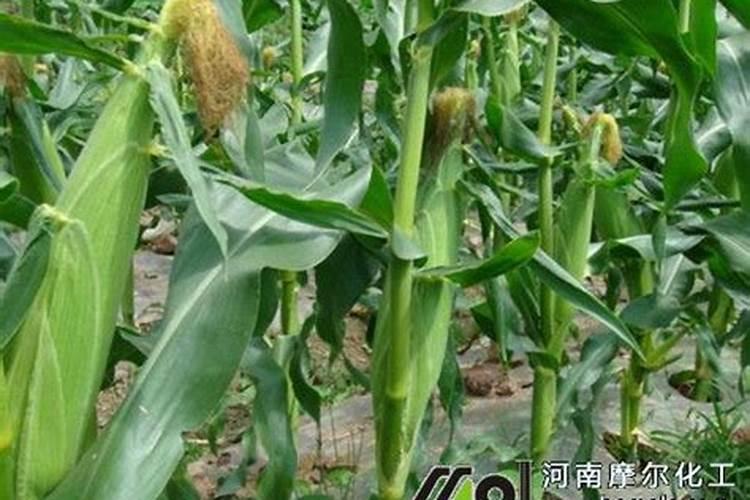 玉米追肥超量,会造成产量下降,那每亩用多少肥料合适？