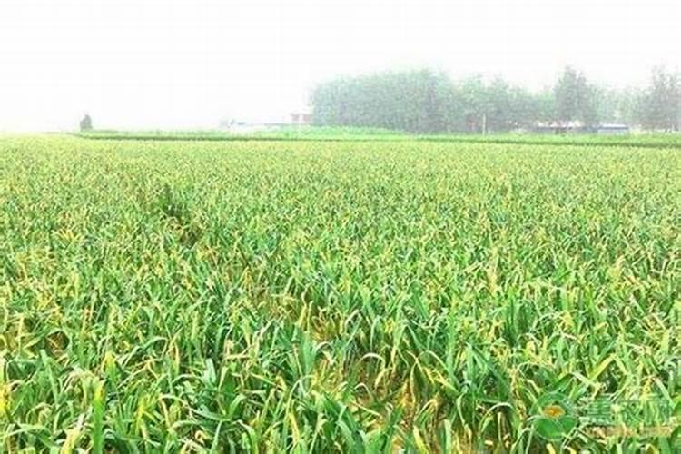 月季花能在家里养吗 月季花可以在家里养殖