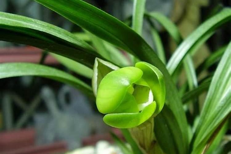 兰花花肥用什么合适 肥料制作与使用方法