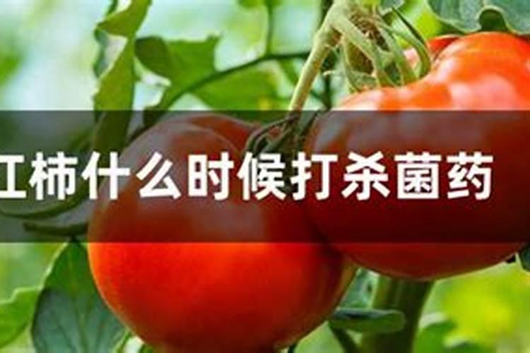 西红柿打什么农药最好