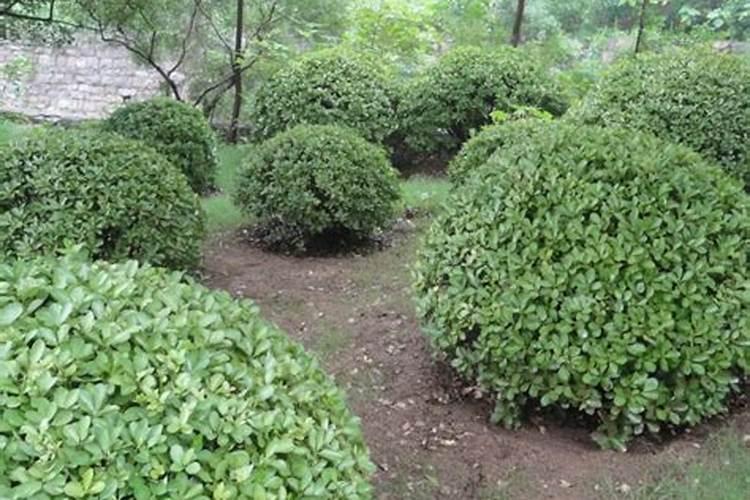 冬青种植需要注意点什么？谢谢