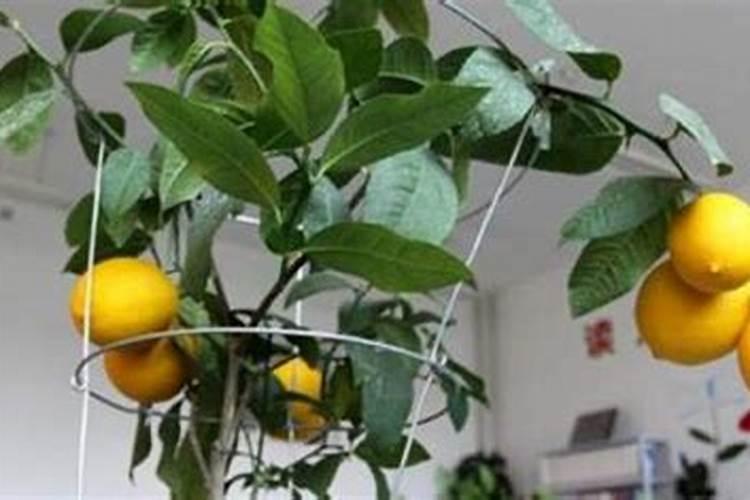 柠檬树淋水容肥有什么用？