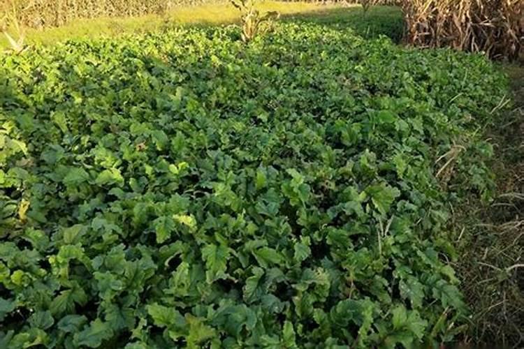 哪些蔬菜喜欢高磷肥