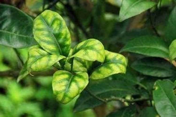锦鲤菌立克放多了鱼中毒了怎么办