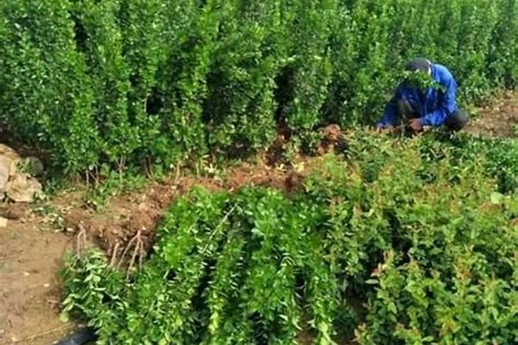 水溶肥怎么使用 水溶肥正确使用方法