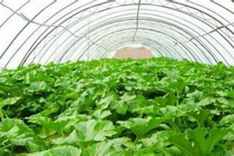 蔬菜种植出现烂根怎么解决