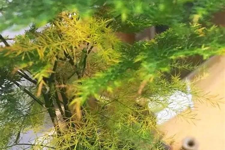 哪位大神知道我的这颗樱桃树为什么不开花呢,种了有六七年了光张叶子...