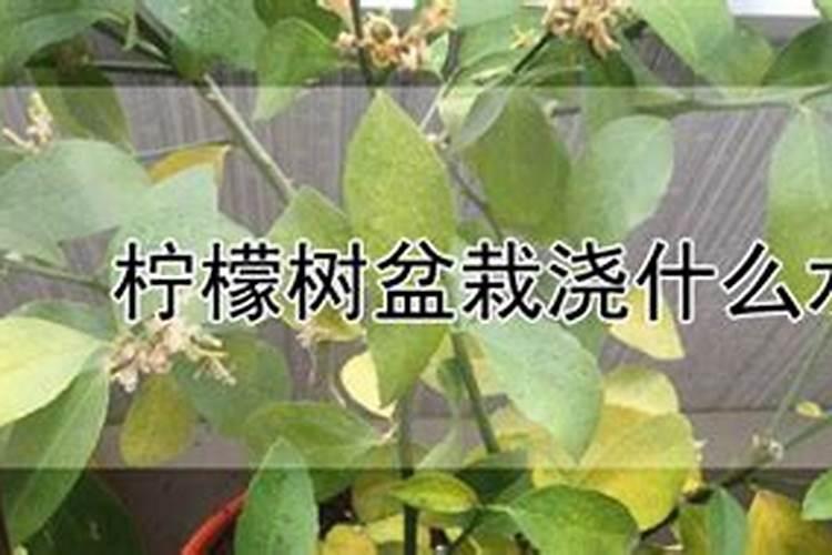 在柠檬树开花的时候,可以用磷酸二氢钾做肥料吗？。