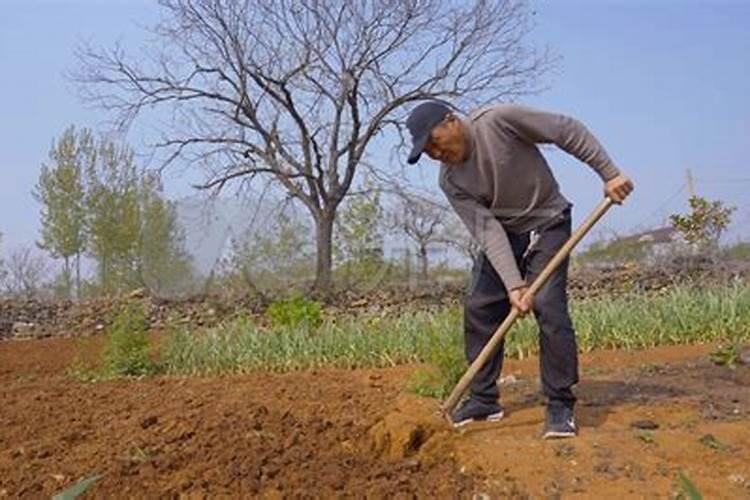 一般的蔬菜瓜果要用到什么肥料？