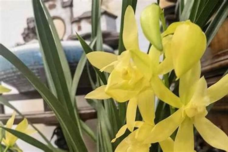 钾肥有哪些种类 钾肥的功效和使用方法