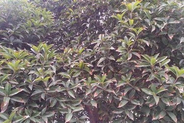 桂花树施什么肥合适