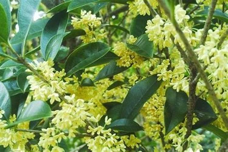桂花树可以施复合肥吗