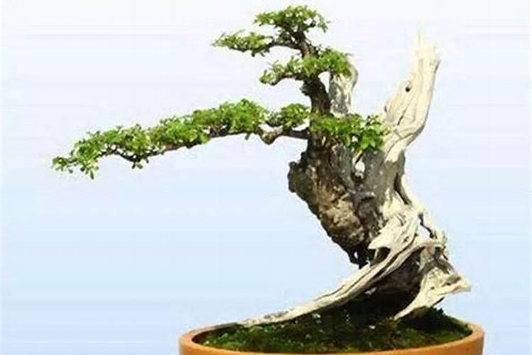 白蜡树盆景用什么肥