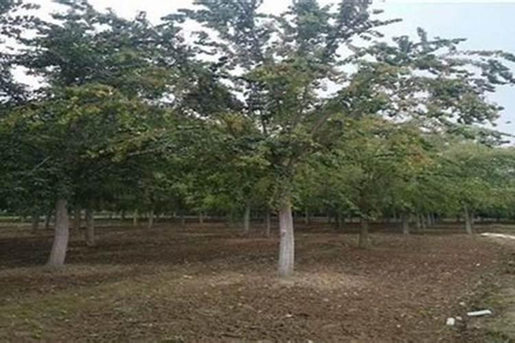 丝棉木的栽培技术