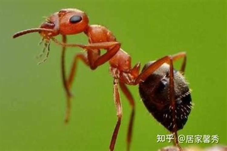 梧桐树的致命弱点
