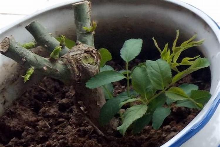 白菜施什么肥好