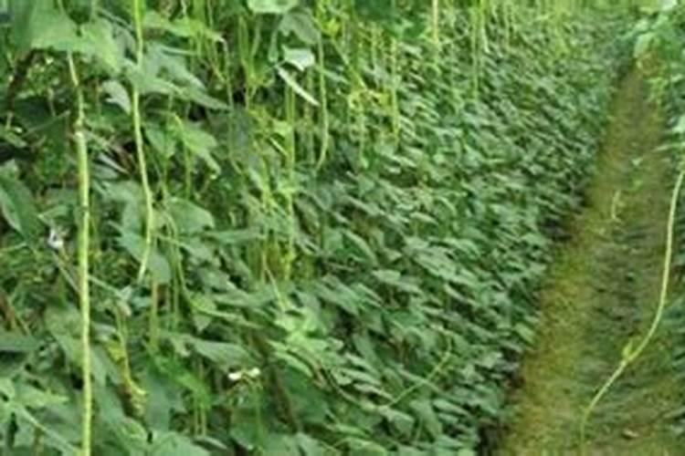 在种植豆角的时候,是否需要使用基肥？