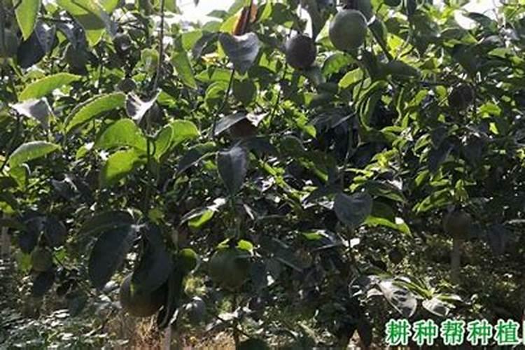 百香果可以施鸡粪吗
